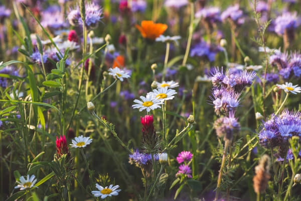 Wildblumenwiese für Wildbienen