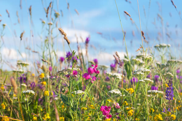 Wildblumenwiese für Wildbienen