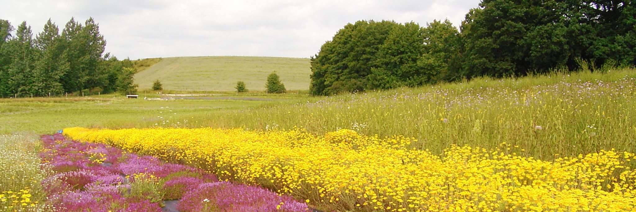 Blumenfeld auf der Wilsamen-Insel