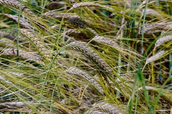 Wintergerste Hordeum vulgare