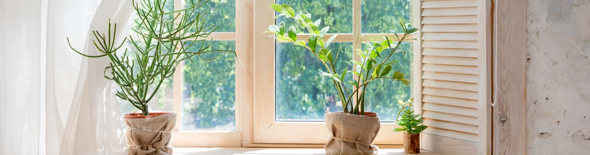 Topfpflanzen: Tipps zur Überwinterung drinnen und draussen