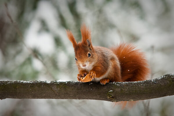 Wintervorbereitung Eichhörnchen