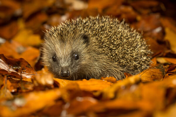 Wintervorbereitung Igel