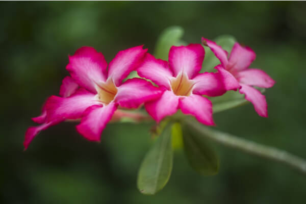 Wüstenrosenblüten