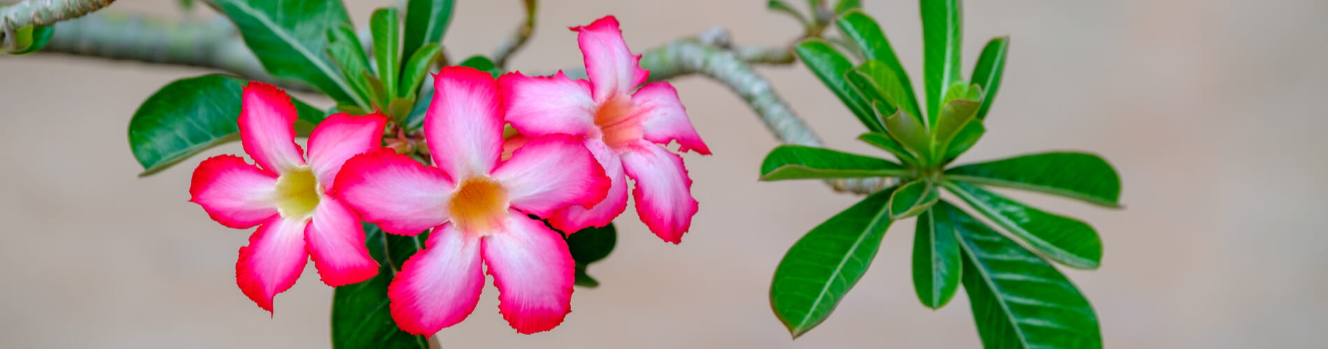 Wüstenrose: exotische und robuste Blütenpracht
