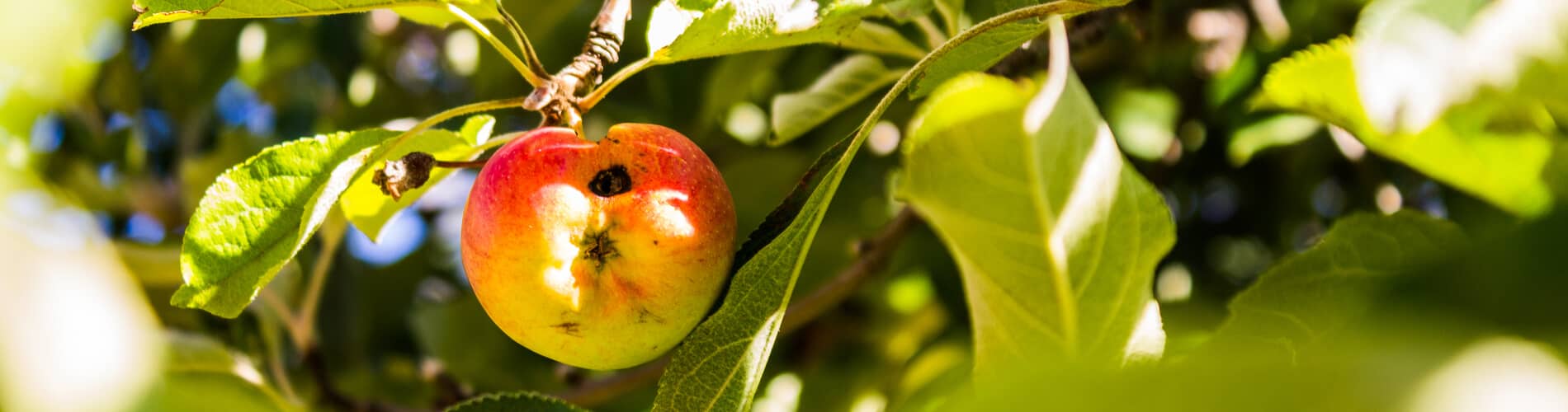 Apfel- und Pflaumenwickler bekämpfen