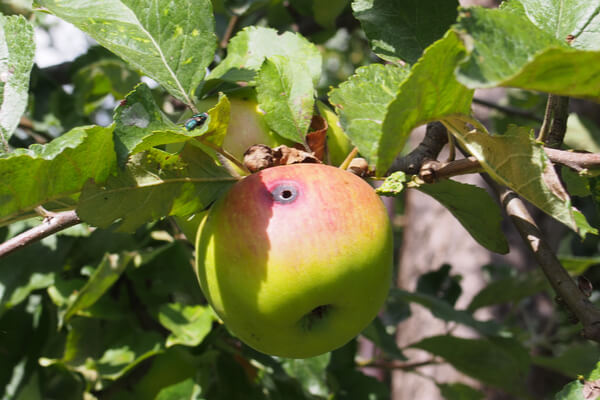 Wurmstichiger Apfel