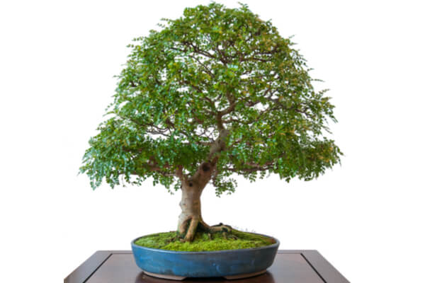 Bonsai Chinesischer Pfefferbaum (Xanthoxylum piperitum)