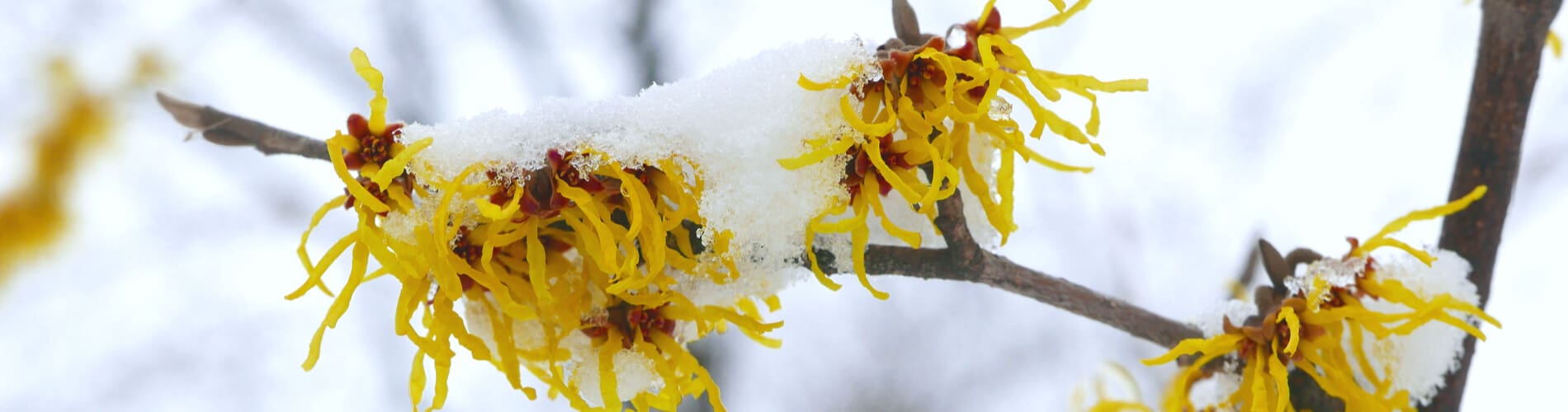 Winterblüher: Blühende Pflanzen in der Winterzeit