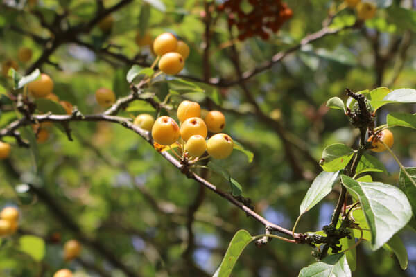 Zierapfel