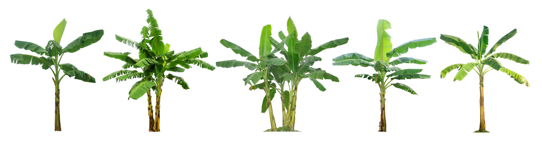 Zierbanane: Typen & Anzuchtanleitung der Tropische Grünpflanze