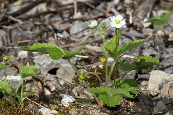 Zimterdbeeren Blüte