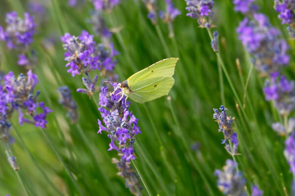 Zitronen­falter (Gonepteryx rhamni)