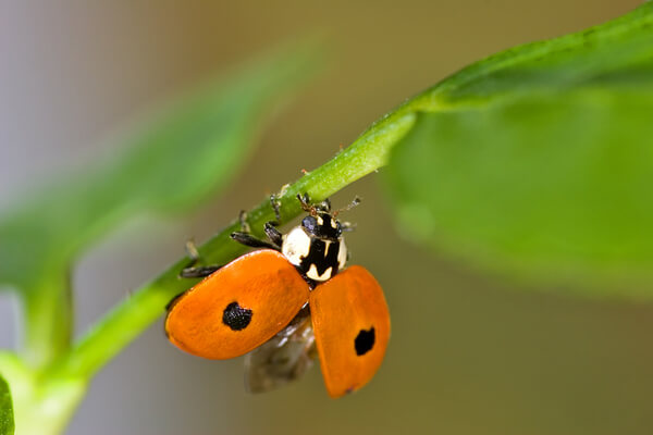 2-Punkt-Marienkäfer (Adalia bipunctata)