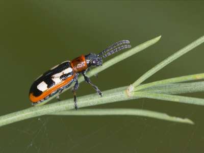 Spargelkäfer langfristig und umweltschonnen bekämpfen