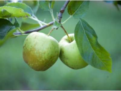Regenfleckenkrankheit des Apfels langfristig und umweltschonnen bekämpfen