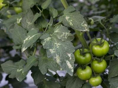 Tomatenminiermotte langfristig und umweltschonnen bekämpfen