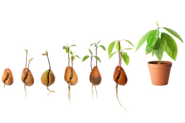 Vom Kern zur Avocado&shy;pflanze: Wie Sie Schritt für Schritt Avo&shy;cados selber züchten