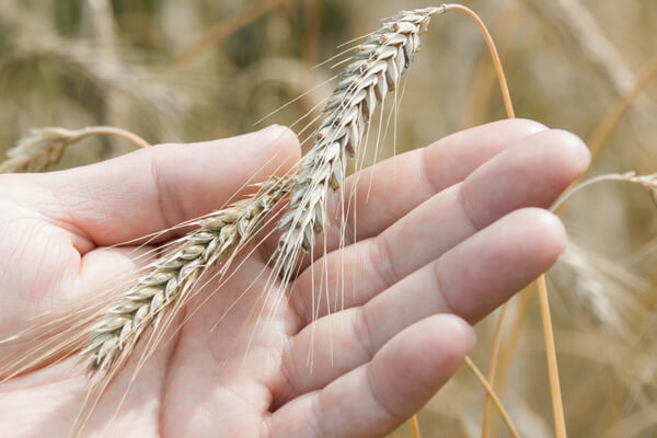 Getreide selber anbauen: Was sollten Sie vorher wissen?