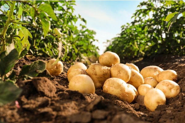 Kraut- und Knollenfäule der Kartoffel