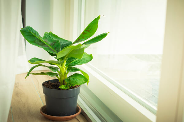 Zier&shy;banane: Typen &amp; Anzucht&shy;anlei&shy;tung der tropischen Grün&shy;pflanze