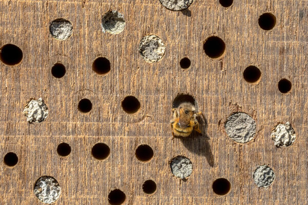 Wildbienen und andere Besucher am Insektenhotel