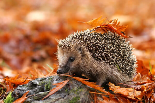 Gartenarbeiten und Gartenpflege im November