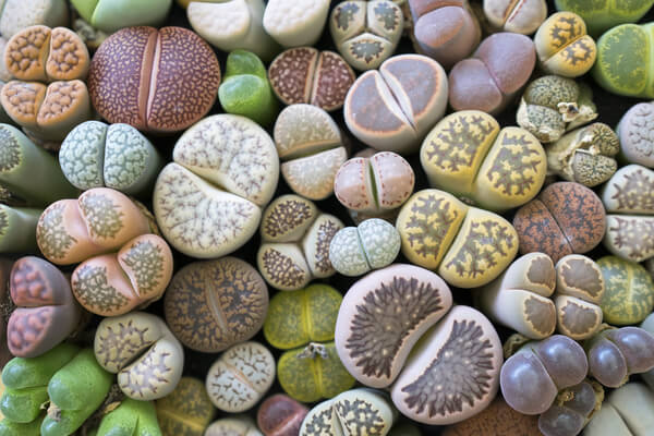 Eden-blumen 100 stücke Gemischte Sukkulenten Samen Seltene Lebende Steine Pflanze Kaktus DIY Hausgarten Anti-strahlung Fleischigen Samen 
