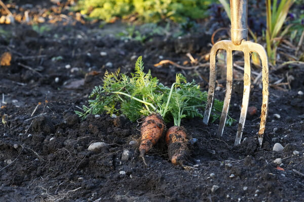 Gartenarbeiten und Gartenpflege im Juni