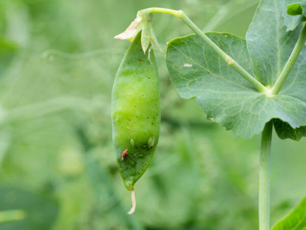 Erbsenblattlaus an Frucht