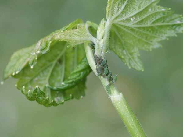 Johannisbeertrieblaus an Schwarzer Johannisbeere