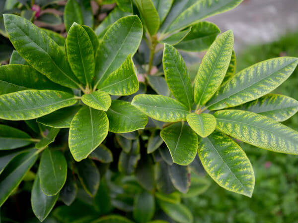 Chlorose an Rhododendron