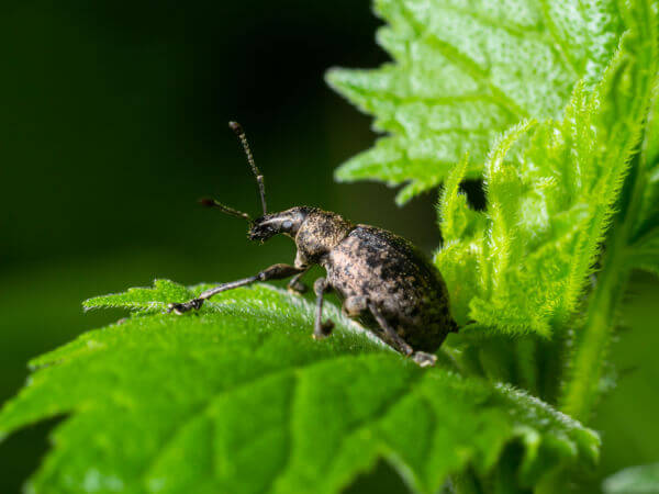 Käfer Dickmaulrüssler auf Blatt