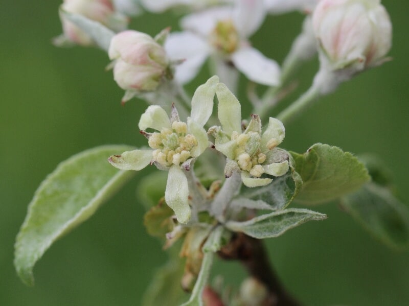 Echter Mehltau an der Apfelblüte