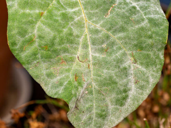 Echter Mehltau an Blatt der Aubergine