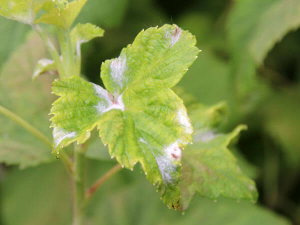 Echter Mehltau an Johannisbeeren