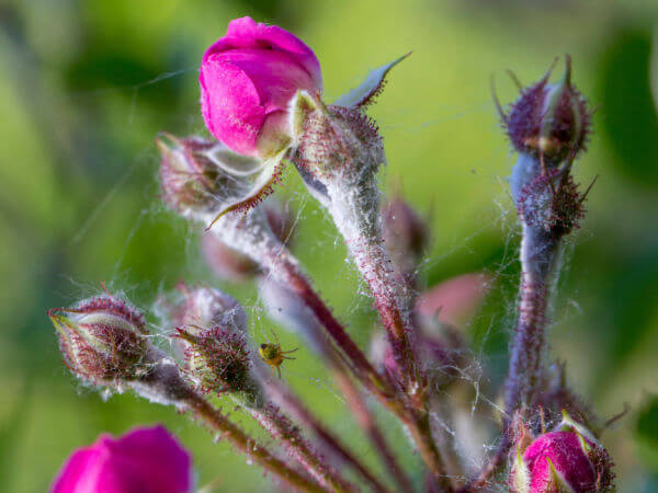 Echter Mehltau an Blütenknospen Rose