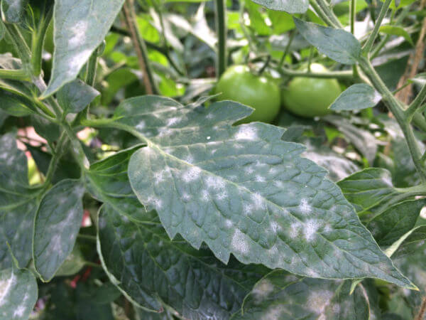 Echter Mehltau an Tomatenblatt