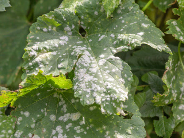 Echter Rebenmehltau an Blatt