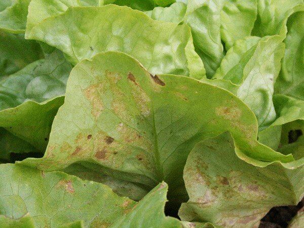 Schadbild Falscher Mehltau an Salat