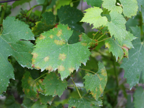 Falscher Mehltau an Weinrebe, Blattoberseite