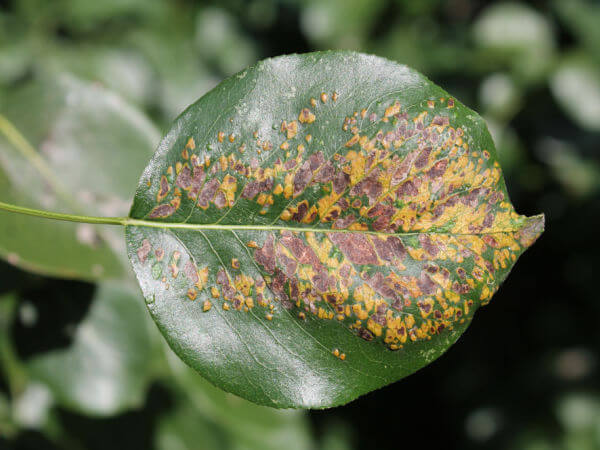 Birnenpockenmilbe – Schadbild an Blättern