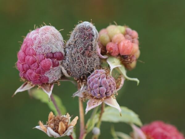 Graufäule an Himbeeren