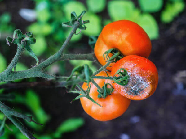 Grauschimmel an Tomaten