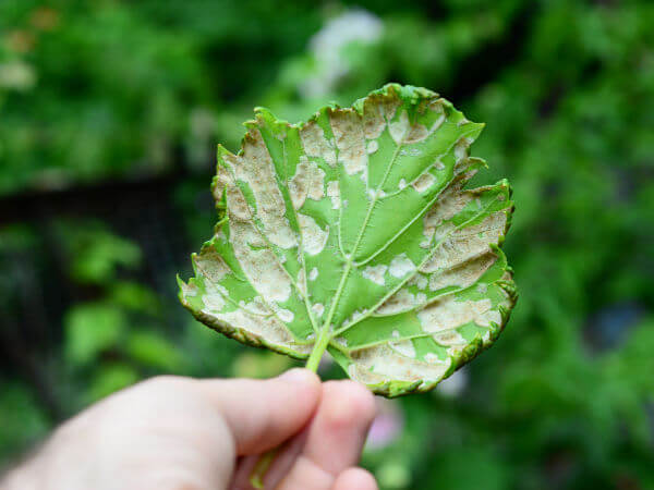 Rebenpockenmilbe – Schadbild Blattunterseite Frühjahr