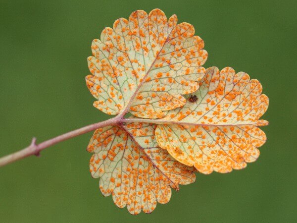 Rost an Pimpinelle