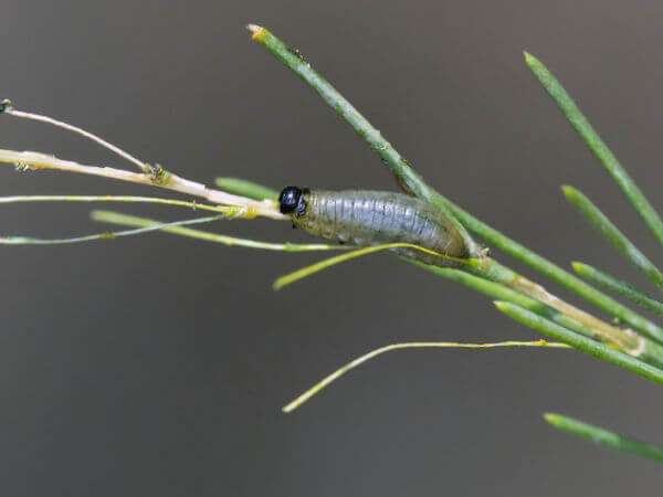 Larve des Spargelkäfers