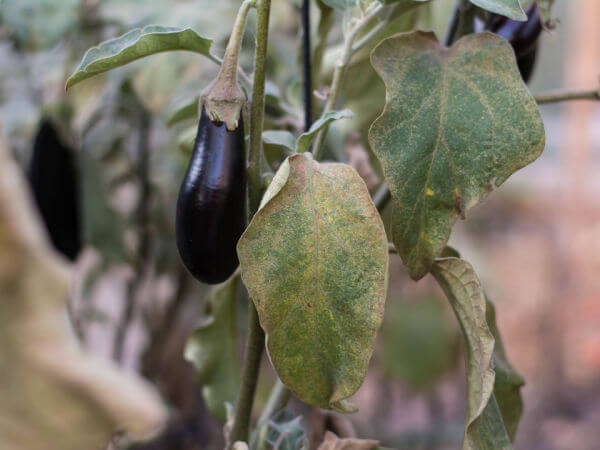 Von Spinnmilben befallene Aubergine