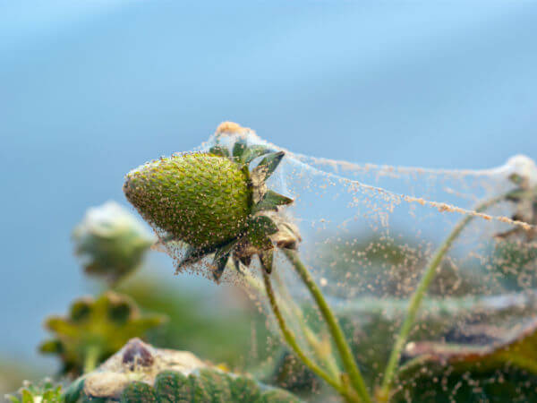 Spinnmilben an Erdbeere