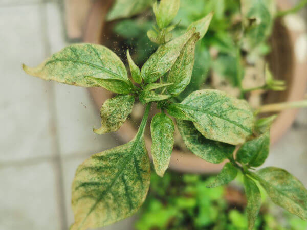 Spinnmilbenbefall an Paprika